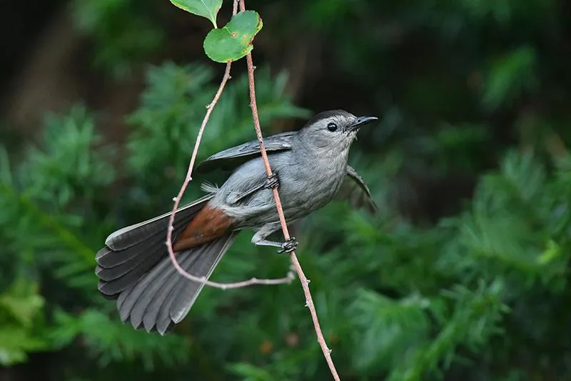 Anatomia i przystosowania do życia w wodzie
