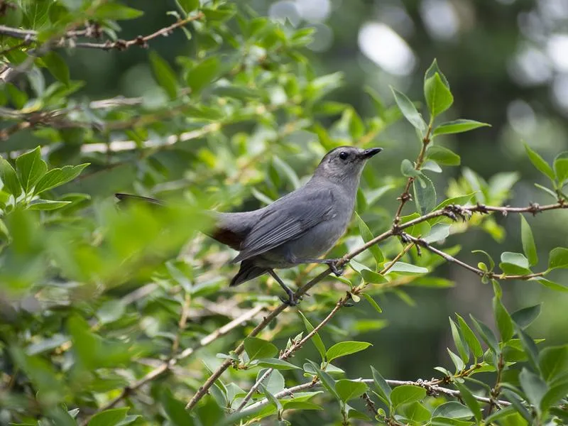 Przedrzeźniacz ciemny klasyfikacja i rząd